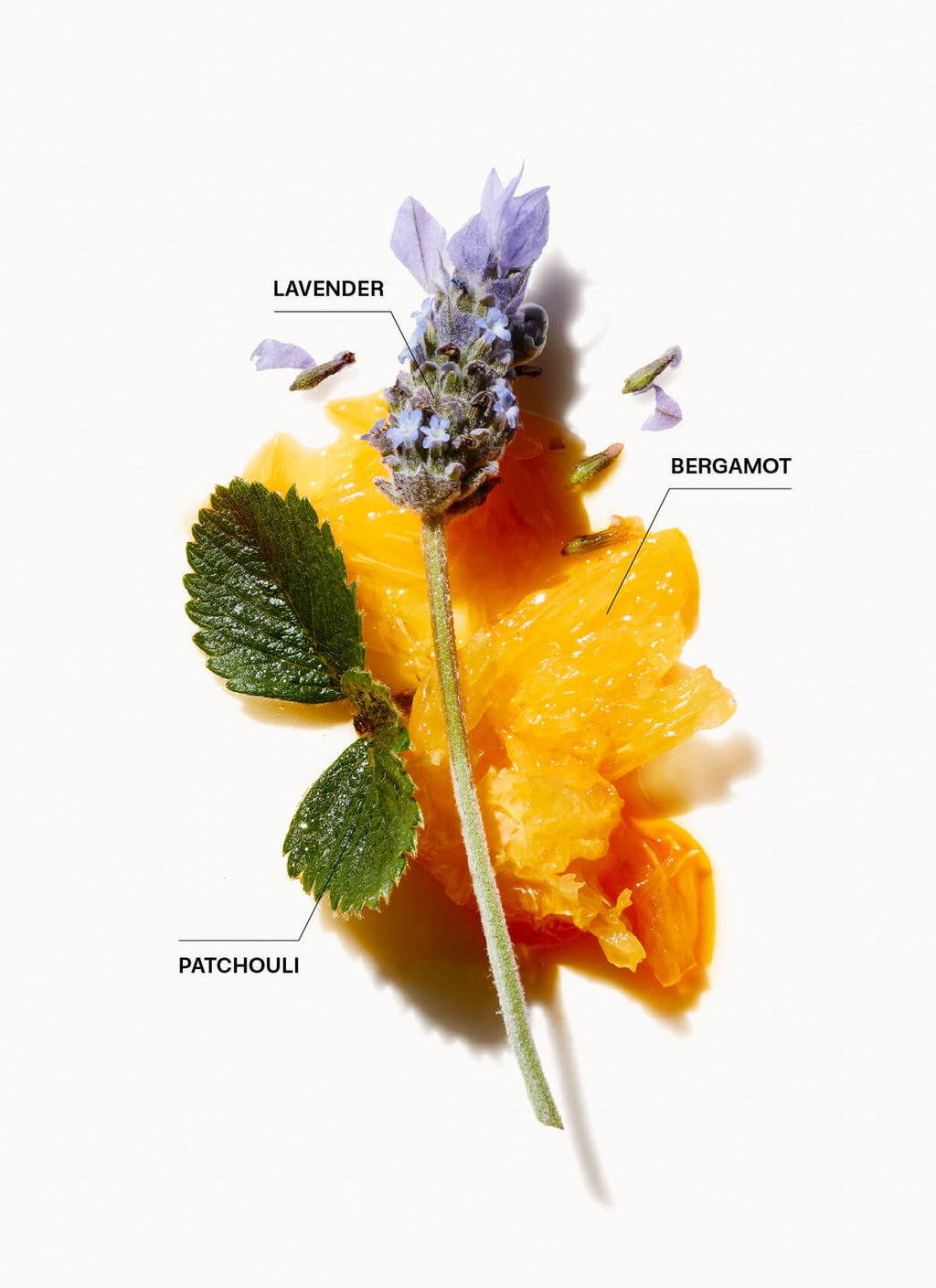 Duftnoten der Blonde-Linie: Lavendel, Mandarine, Patchouli