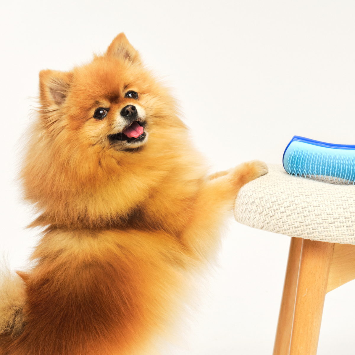 Hund liegt neben der Tangle Teezer Pet Teezer Fellbürste