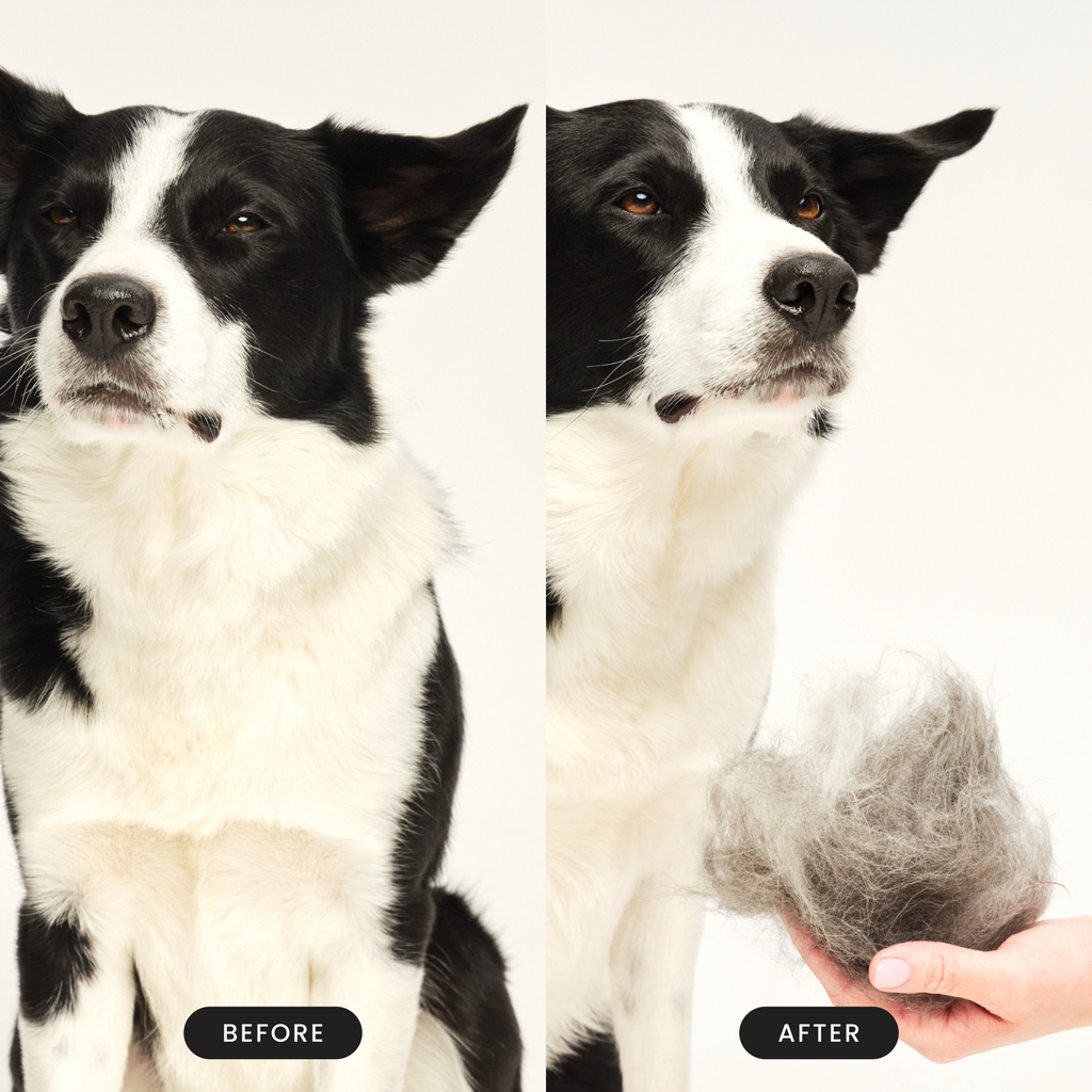Hunde vor und nach dem Bürsten mit dem Tangle Teezer Pet Teezer